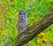 BarredOwl004 DeNoiseAI Severe Noise
